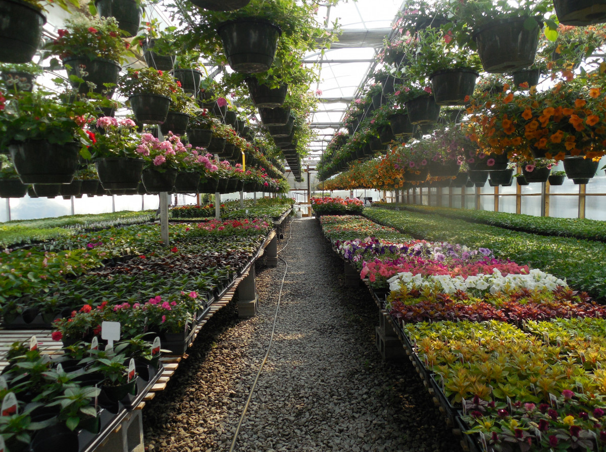 CULTIVATING FORESTS